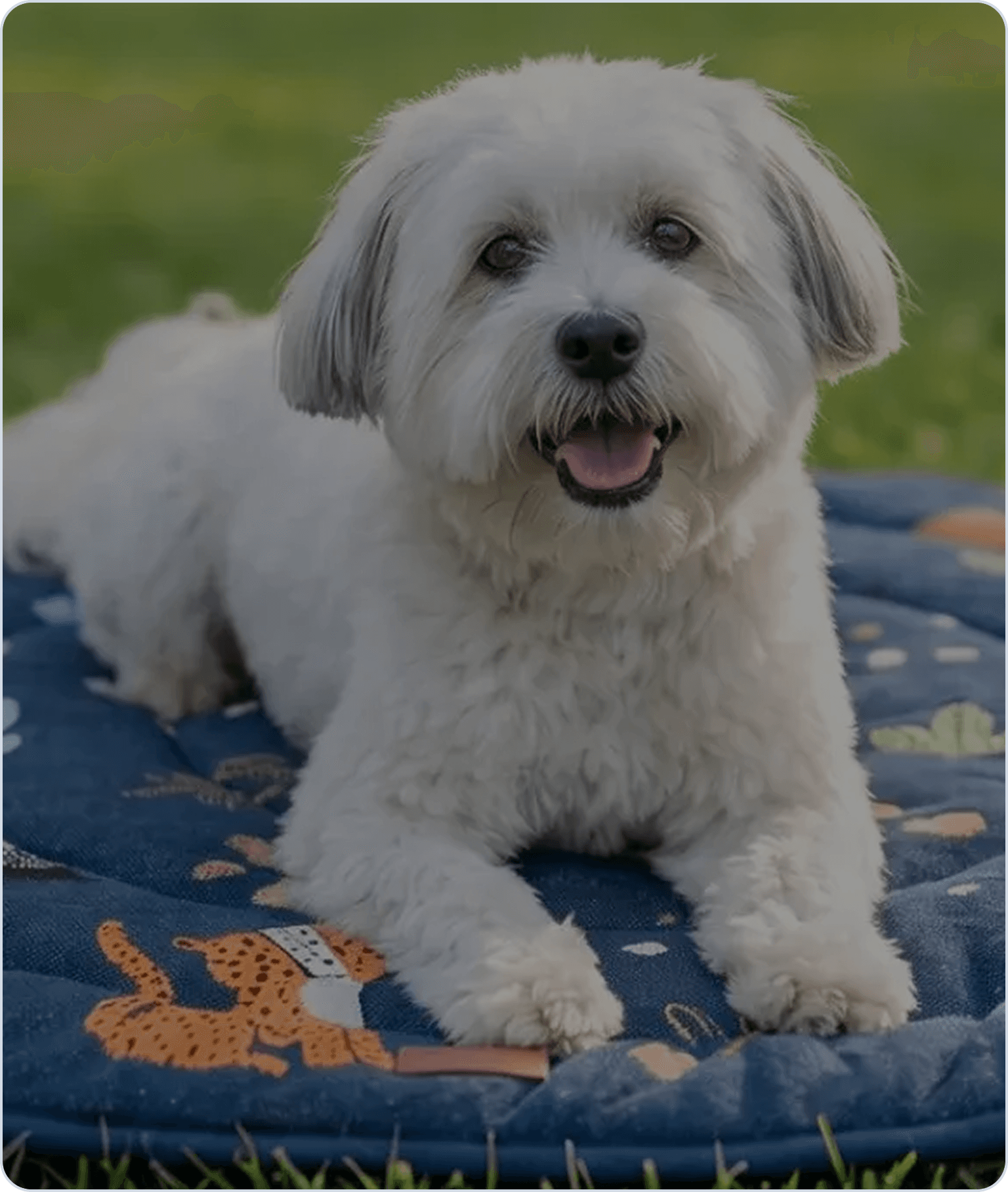Heads Up For Tails: Building Pet-First Commerce with 24×7 AI
